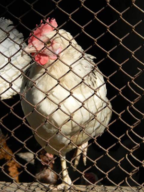 刘越：申花进攻变化少，斯卢茨基用人容易陷入“恶性循环”